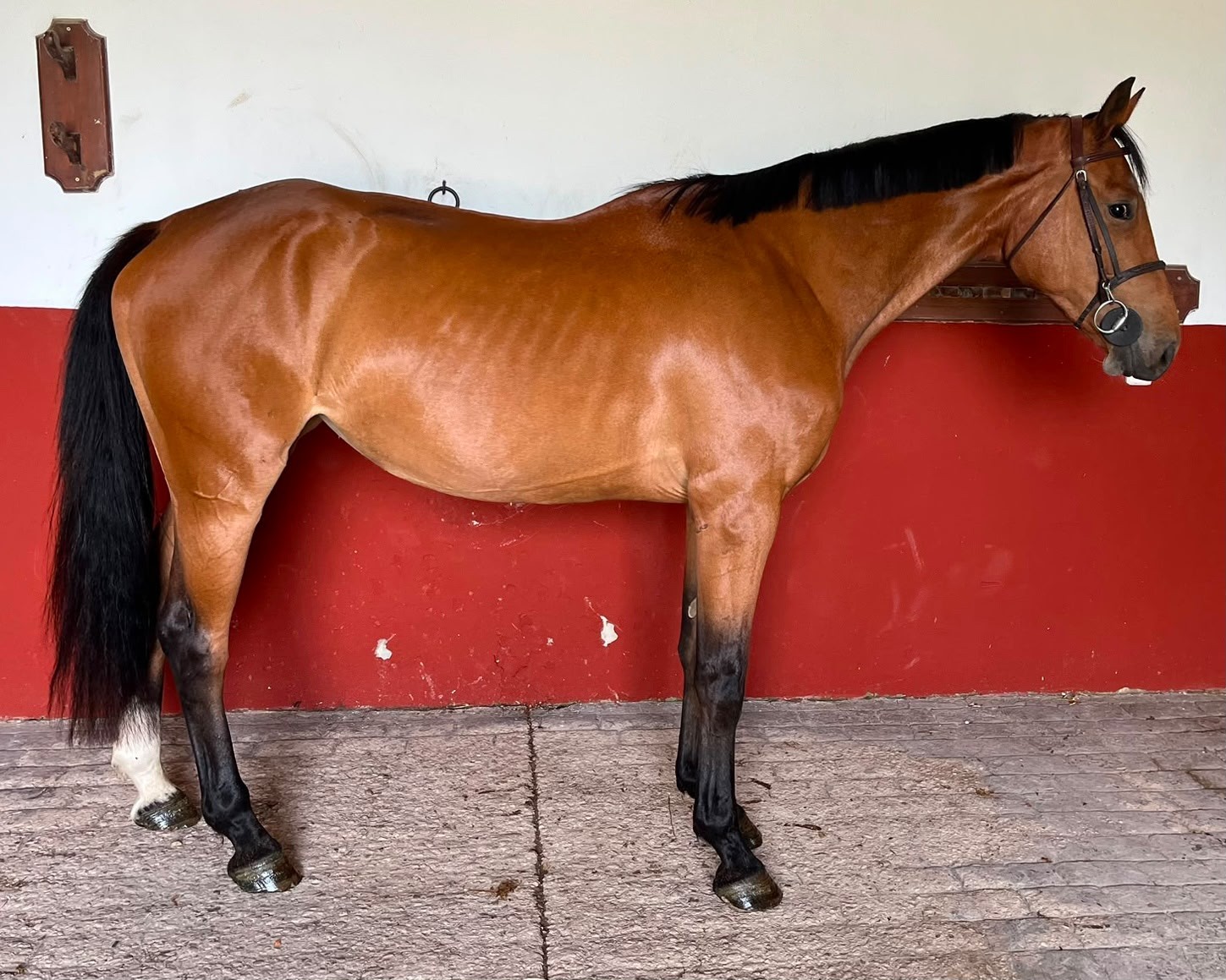 horse
